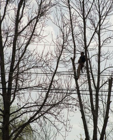 Lostock Hall tree removal