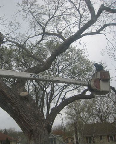 tree disassembling Goosnargh